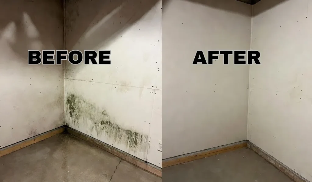 Basement Mold